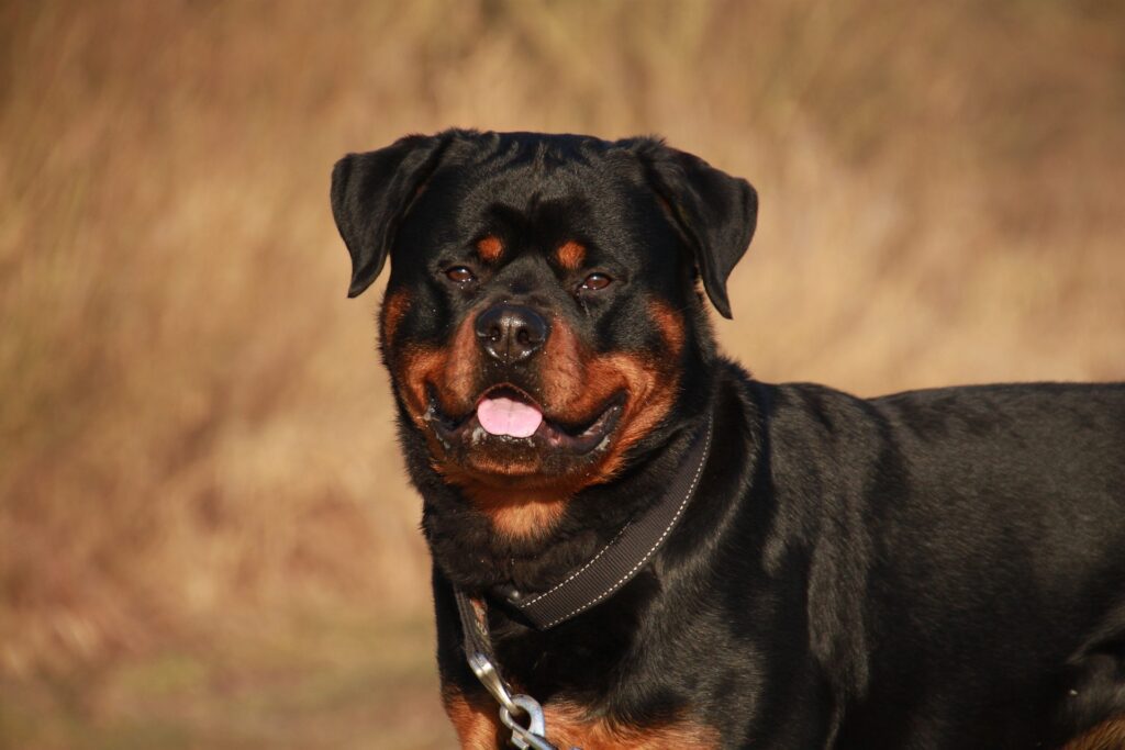 A black and brown dog with its tongue hanging out.