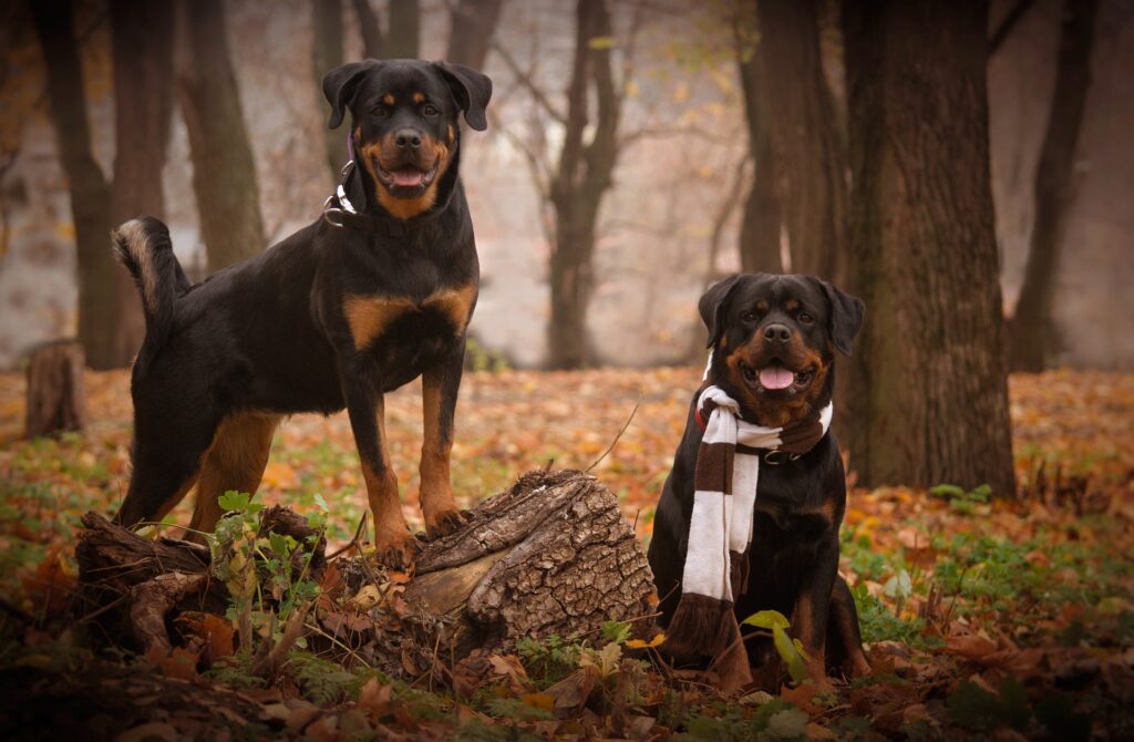 Two dogs in a forest with leaves on the ground