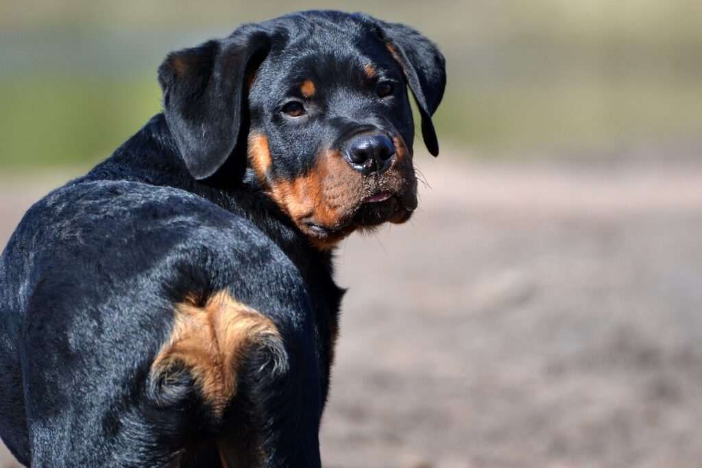 A black and brown dog standing on top of a dirt field.