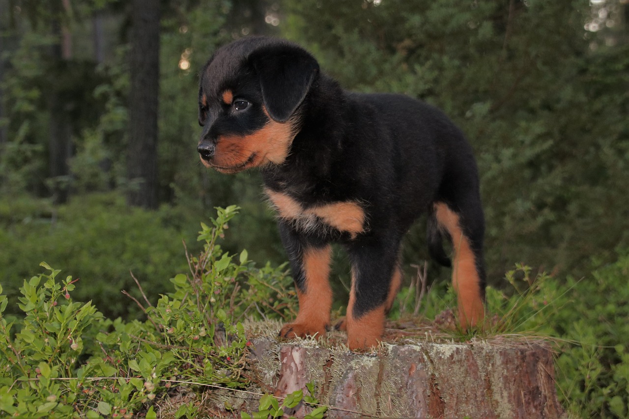 A puppy standing on top of a tree stump.