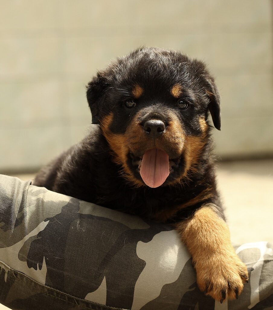 A puppy is laying on its back in the dog bed.