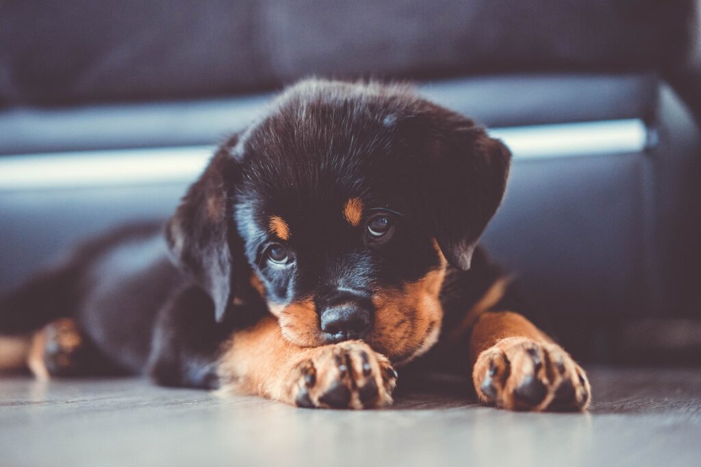 A puppy is laying on the floor looking at something.