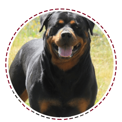 A black and brown dog is standing in the grass.