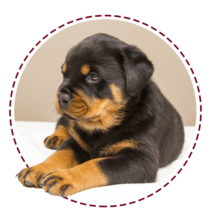 A puppy is sitting on the ground in front of a green background.