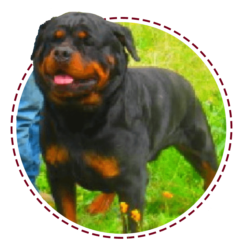 A black and brown dog standing in the grass.